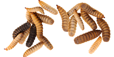 Insecten verwerken tot eiwitpoeder