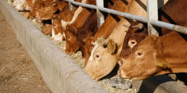 Procesapparatuur voor diervoeders