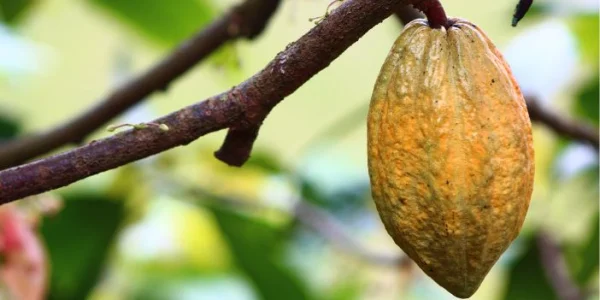 Procesapparatuur voor cacao-poeder