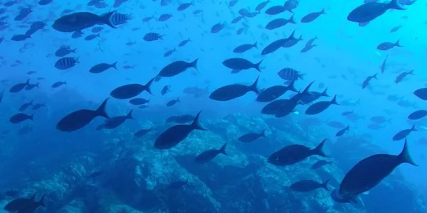 Procesapparatuur voor het drogen van visvoer