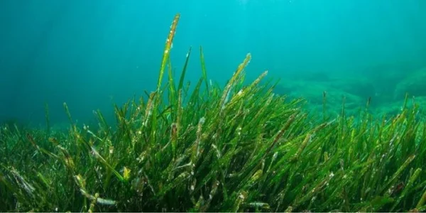 Procesapparatuur voor voederproducten op basis van algen