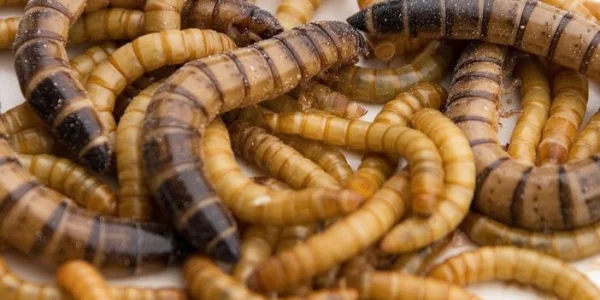 Procesapparatuur voor het verwerken van insecten